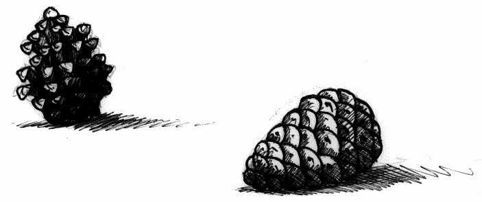 Мальчик по имени Рождество - pinecones.png