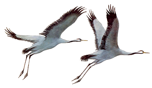 Весеннее небо - i_004.png