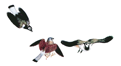 Весеннее небо - i_016.png