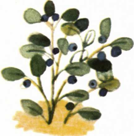 Воробьиное озеро (авторский сборник) - i_009.jpg