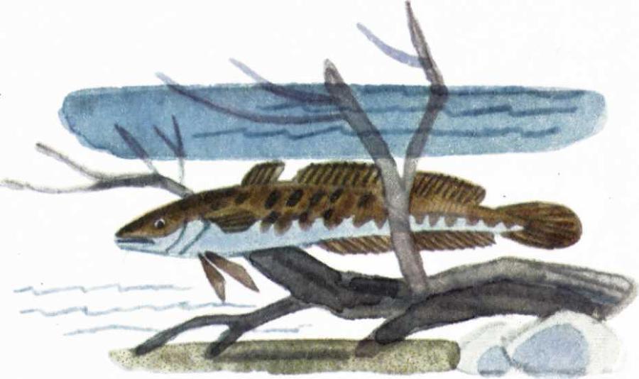 Воробьиное озеро (авторский сборник) - i_056.jpg