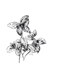 365 рецептов на каждый день - i_060.png