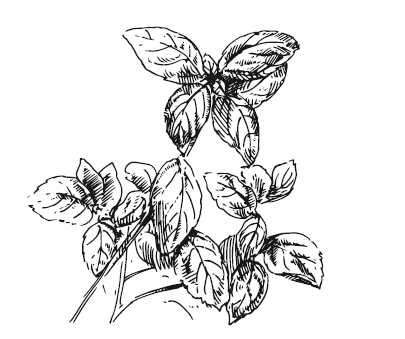 365 рецептов на каждый день - i_064.png