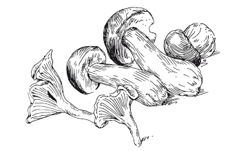 365 рецептов на каждый день - i_068.png