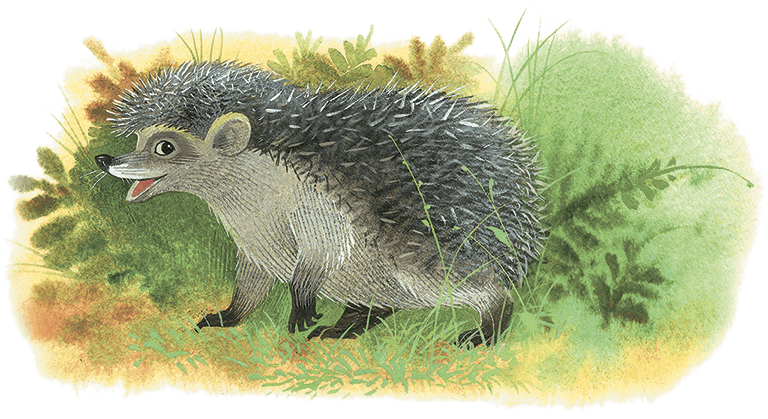 Храбрый Тилли и другие истории (сборник) - i_010.png