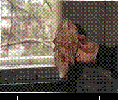 Колыбели Цивилизаций - AUTO_fb_img_loader_63