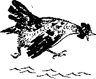 Как куры научились плавать - _2.png