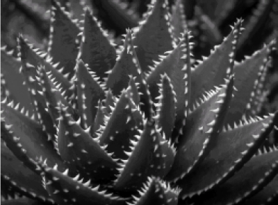 Дары природы для вашего здоровья - i_004.jpg