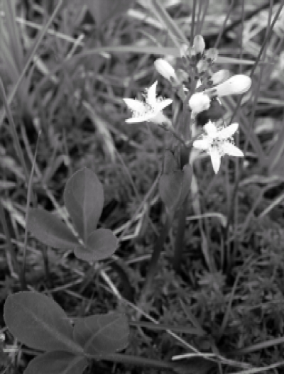 Дары природы для вашего здоровья - i_011.jpg