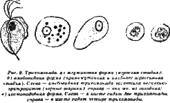 Жизнь без паразитов - i06.png