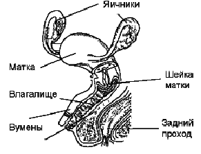 Красота тела в силе духа - _1.png