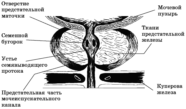Лечение простатита - i_002.png