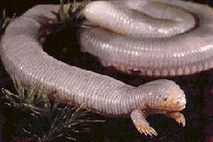 Цветы с Локиузы (сборник) - pic_2.jpg