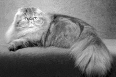 Длинношерстные кошки - i_010.jpg