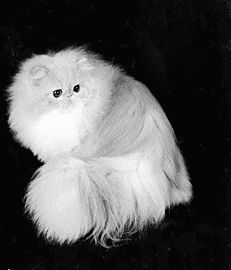 Длинношерстные кошки - i_014.jpg