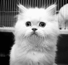 Длинношерстные кошки - i_024.jpg