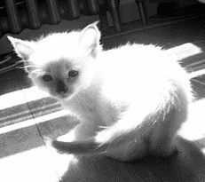 Длинношерстные кошки - i_025.jpg