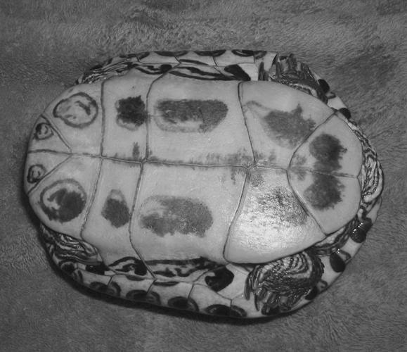 Красноухие черепахи - i_005.jpg