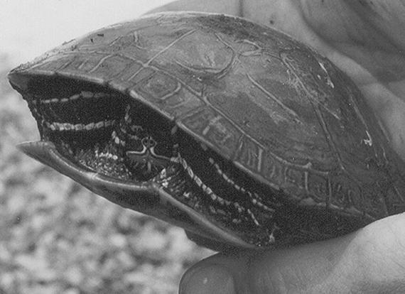 Красноухие черепахи - i_006.jpg