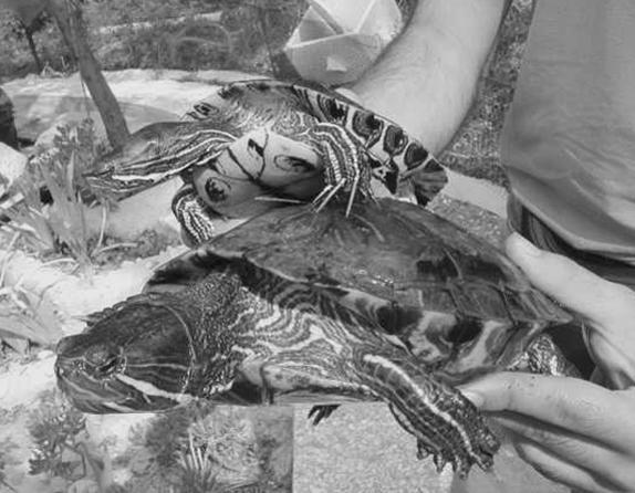 Красноухие черепахи - i_009.jpg