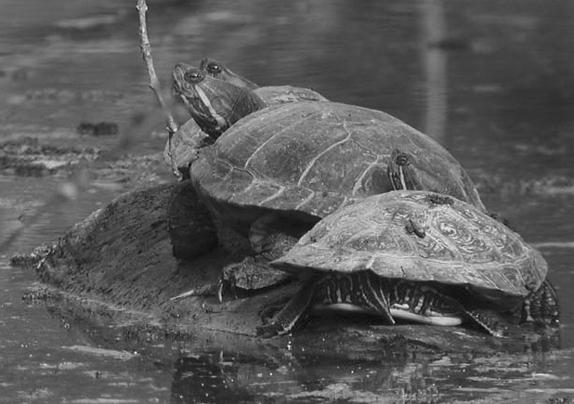 Красноухие черепахи - i_011.jpg