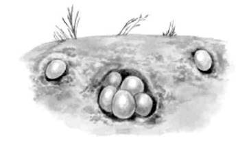 Красноухие черепахи - i_012.jpg