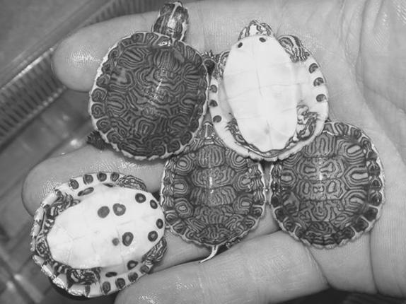 Красноухие черепахи - i_013.jpg