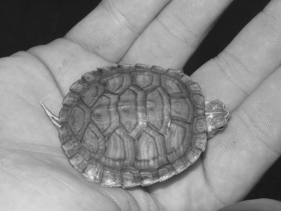 Красноухие черепахи - i_014.jpg