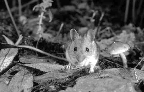 Мыши - _08.jpg