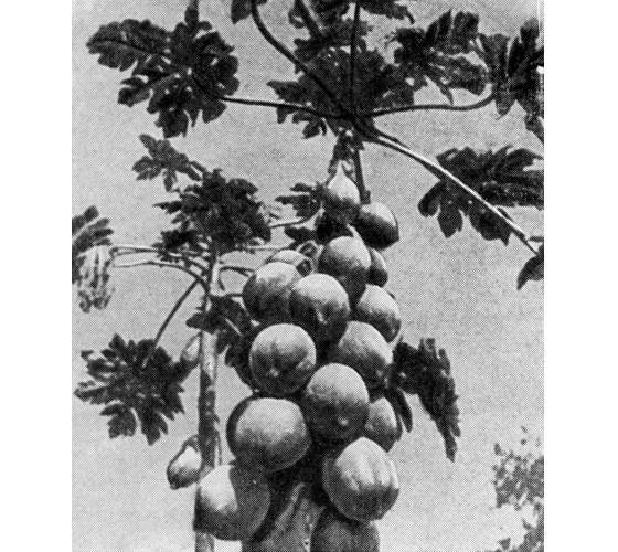 Рыбы поют в Укаяли - i_060.jpg