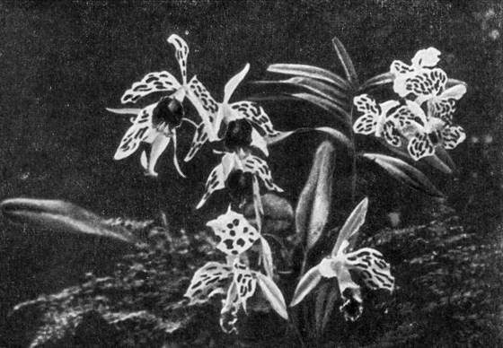 Рыбы поют в Укаяли - i_061.jpg