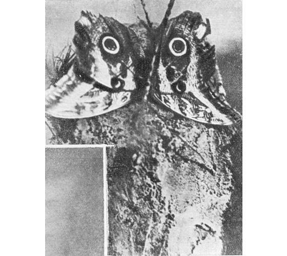 Рыбы поют в Укаяли - i_076.jpg