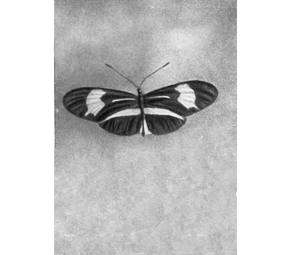 Рыбы поют в Укаяли - i_077.jpg