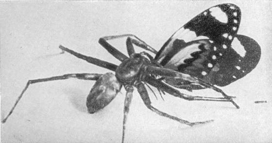 Рыбы поют в Укаяли - i_078.jpg