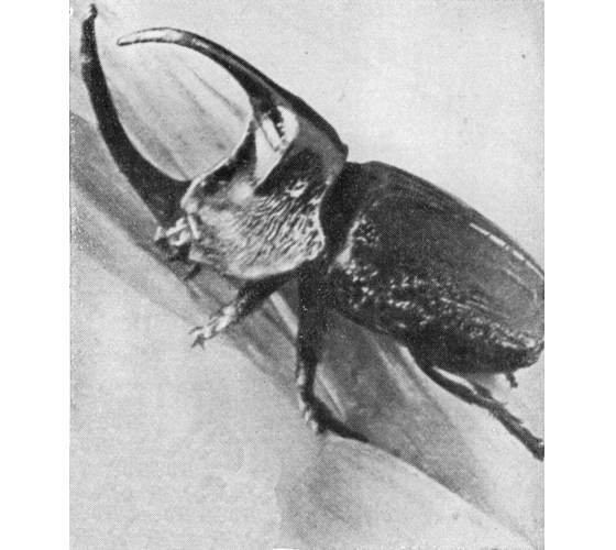 Рыбы поют в Укаяли - i_079.jpg