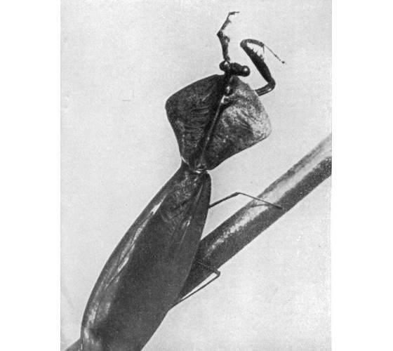 Рыбы поют в Укаяли - i_080.jpg