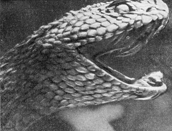 Рыбы поют в Укаяли - i_081.jpg