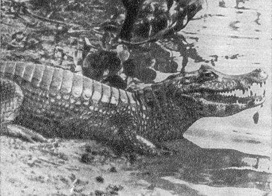 Рыбы поют в Укаяли - i_083.jpg