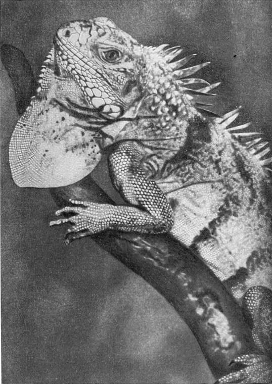 Рыбы поют в Укаяли - i_085.jpg