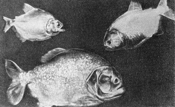 Рыбы поют в Укаяли - i_086.jpg