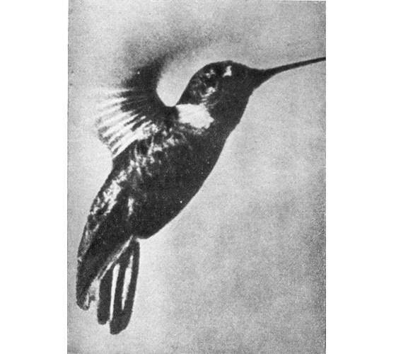 Рыбы поют в Укаяли - i_087.jpg