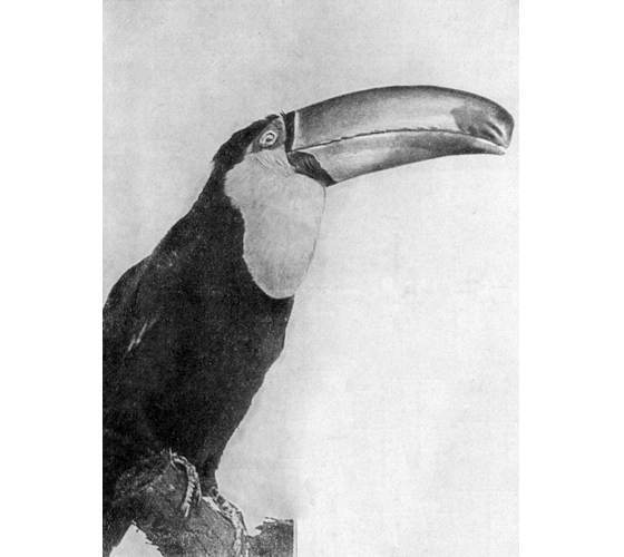 Рыбы поют в Укаяли - i_088.jpg