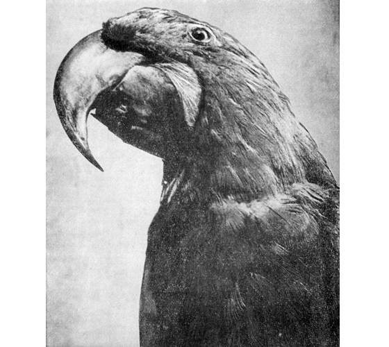 Рыбы поют в Укаяли - i_089.jpg