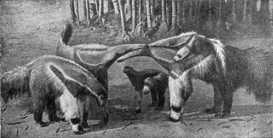 Рыбы поют в Укаяли - i_090.jpg