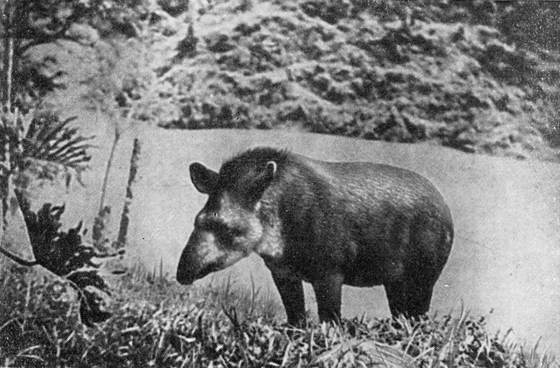 Рыбы поют в Укаяли - i_091.jpg