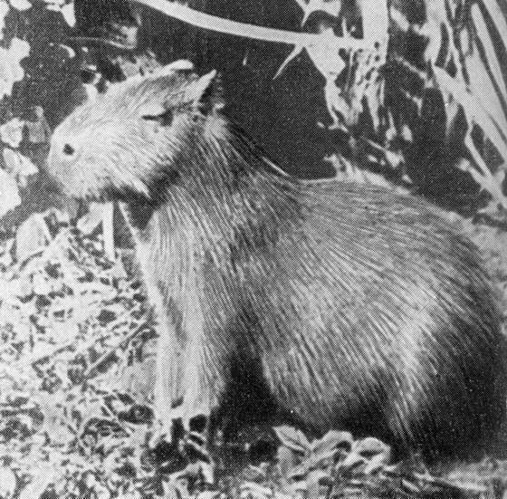 Рыбы поют в Укаяли - i_092.jpg