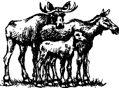 Каос и Бьёрнар - i_006.png