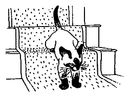 Новые кошки в доме - i_003.png