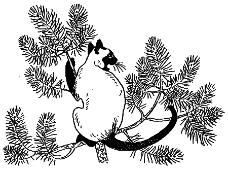 Новые кошки в доме - i_006.png