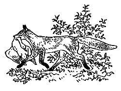 Новые кошки в доме - i_031.png